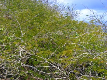 Acacia, Diamond Rock