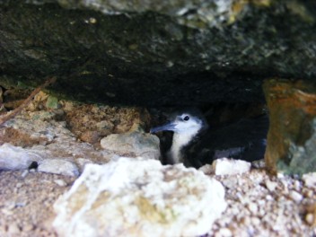 Audubon's Shearwater