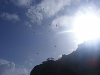 Magnificent Frigatebirds circling Battowia