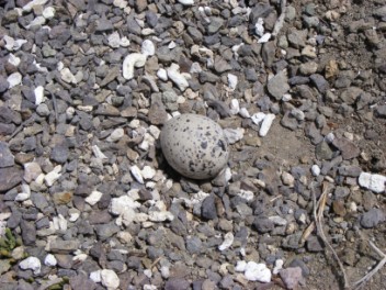 Bridle Tern Egg