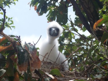 The cutest Red-footed Booby chick