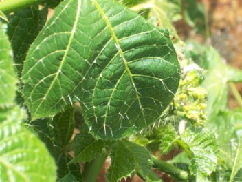 devil's nettle