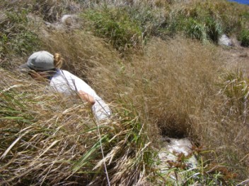 Searching for eggs and nests.