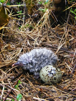 Laughing Gull chick, Frigate Island