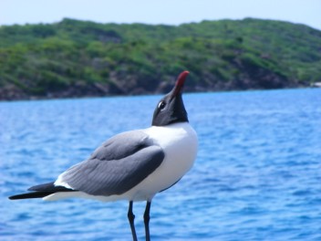 Laughing Gull laughing