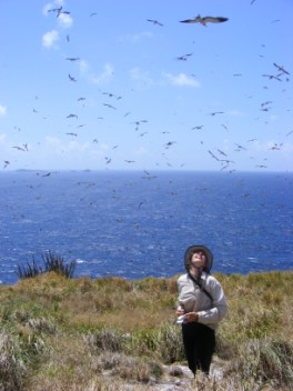 Sooty Tern extravaganza, Petit Canouan