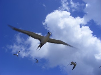 Sooty Terns, Petit Canouan