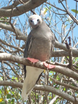 Red-footed Booby