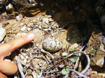 Roseate Tern Egg