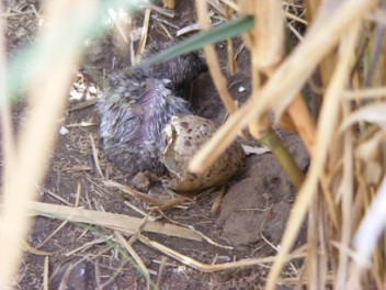 Sooty Tern emerging