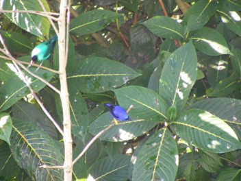 The yellowlegged honeycreeper is a jewel