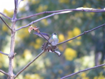 hummingbirds on our balcony