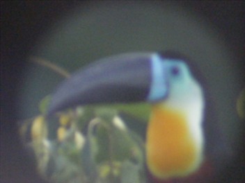 Incredible Toucans in the mist