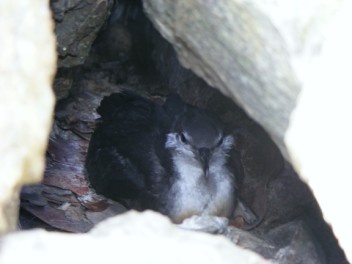 Audubon's Shearwater, Catholic Rock