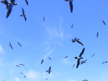 Brown Boobies fill the sky