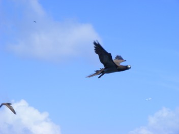 Inquisitive Brown Booby