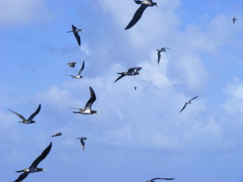 Brown Booby spectacle