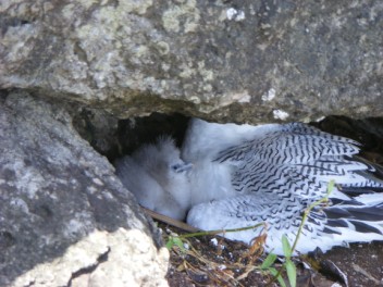 Red-billed Tropicbird chick