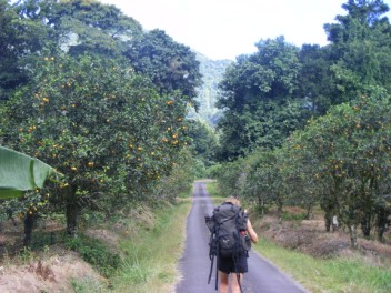 Citrus orchards