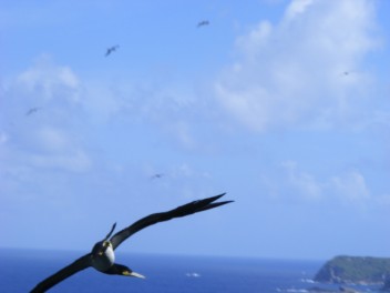 Close up Brown Booby