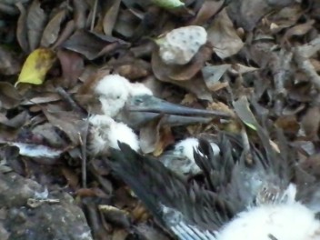 Brown Booby chick remains