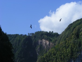 Magnificent Frigatebird glides past Battowia