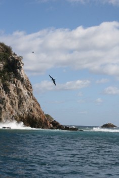Magnificent Frigatebirds along Dominica's coas