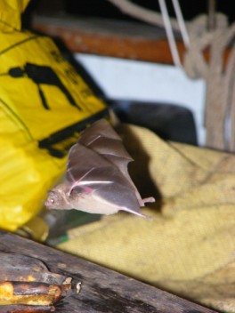 Banana eating bats in Mustique
