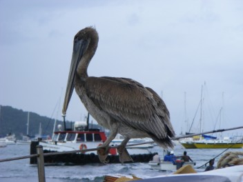 Brown Pelican aboard Lista