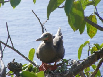 Red-footed Booby on nest