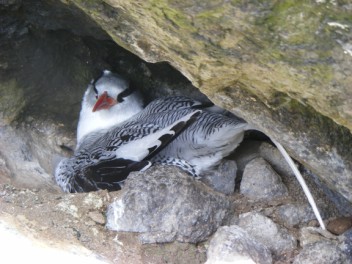 Red-billed Tropicbird