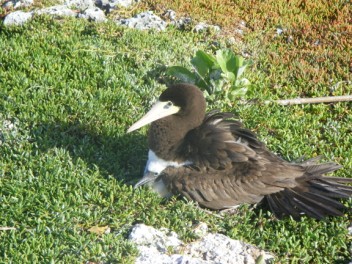 two headed booby