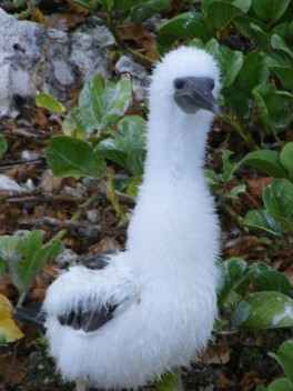 Booby chick after a shower