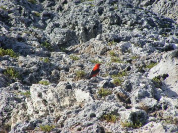 Scarlet Tanager looking incongruent