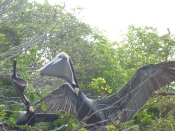 Some pelican feeding action