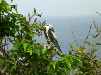 Adult Breeding Brown Pelican in St Kitts