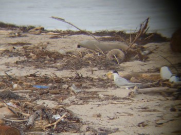 Least Tern magnified somewhat