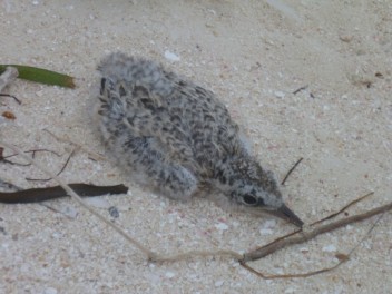 Least Tern chick, as cryptic as its egg stage