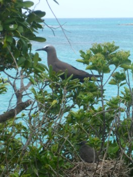 Beautiful Brown Noddy with chick