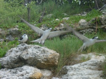 Bridled Terns departing on a fishing trip