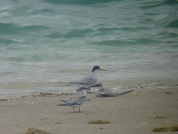 Juvenile Least Terns taking a break