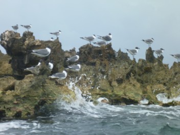 Laughing Gulls loafing