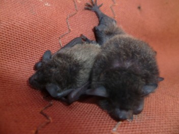Young bats