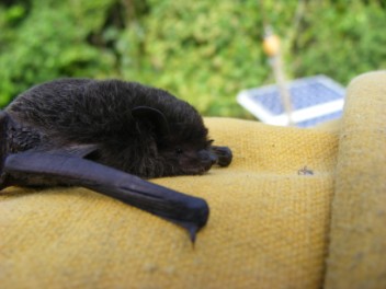 Bat upclose