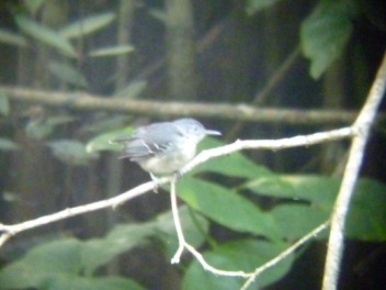 Black-chinned Antbird