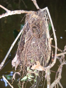 Antbird handbag nest