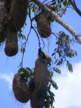 Yellow-rumped Cacique and their nests