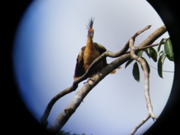 An Hoatzin