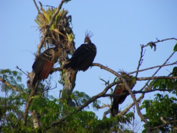 Perhaps it was one of the Hoatzin trio?