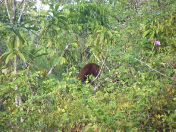 The cause of the feerful noise: Howler Monkey!